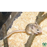 گونه همستر دم‌ دراز فشمی  Calomyscus grandis